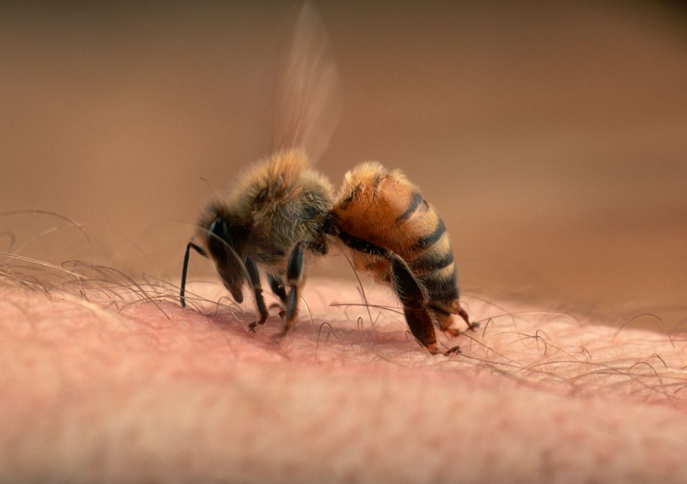 Foto: Las picaduras de abeja son más o menos dolorosa según la parte del cuerpo en que se sufran. (Corbis)