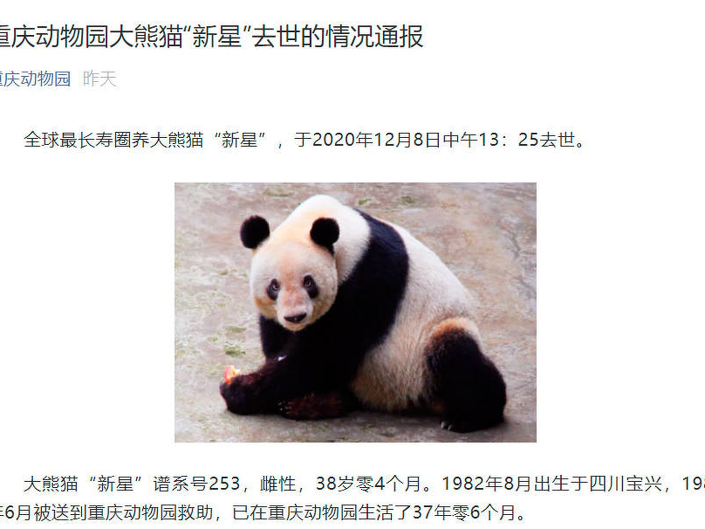 Así comunicó el zoo el fallecimiento de Xin Xing