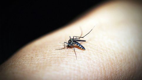 El mosquito tigre que invade España muestra por primera vez inmunidad a los insecticidas