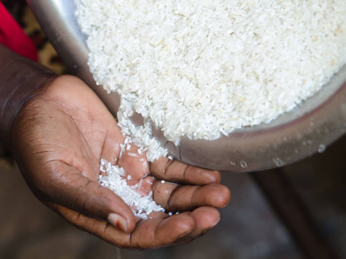 Foto: El arroz y sus variedades en el mundo. (iStock)