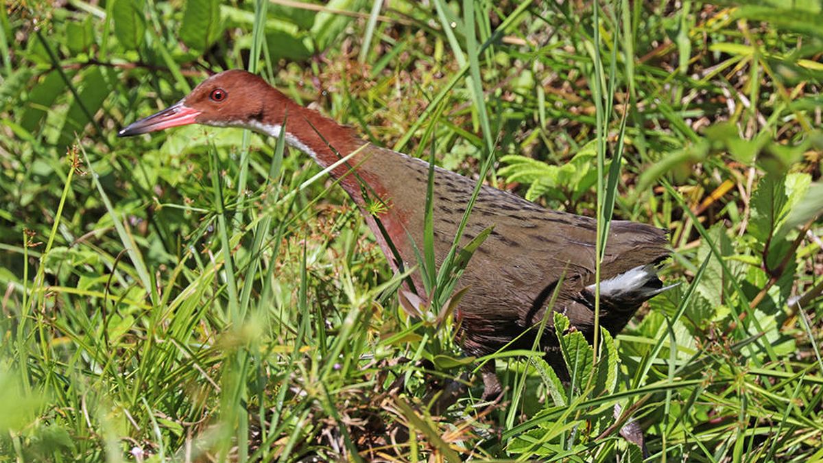 El ave que llevaba más de 100.000 años extinguida y 'volvió a la vida' en dos ocasiones