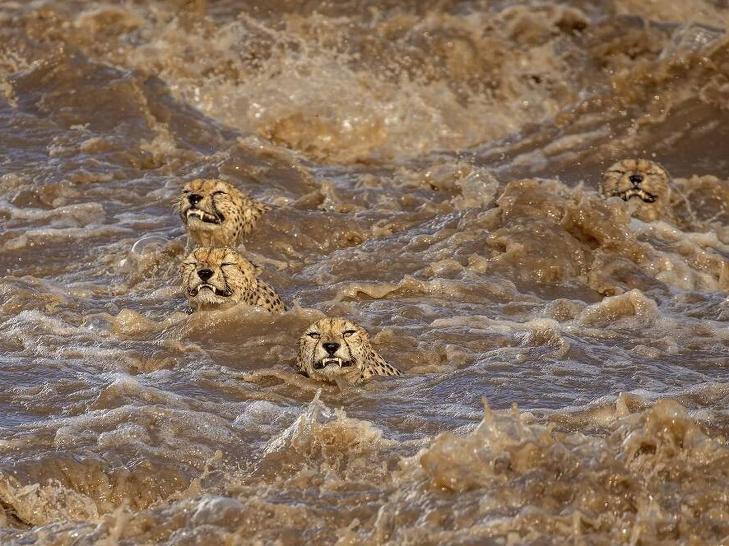 Cuatro guepardos tratan de sobrevivir a una inundación. (Buddhilini de Soyza/Wildlife Photographer of the Year)