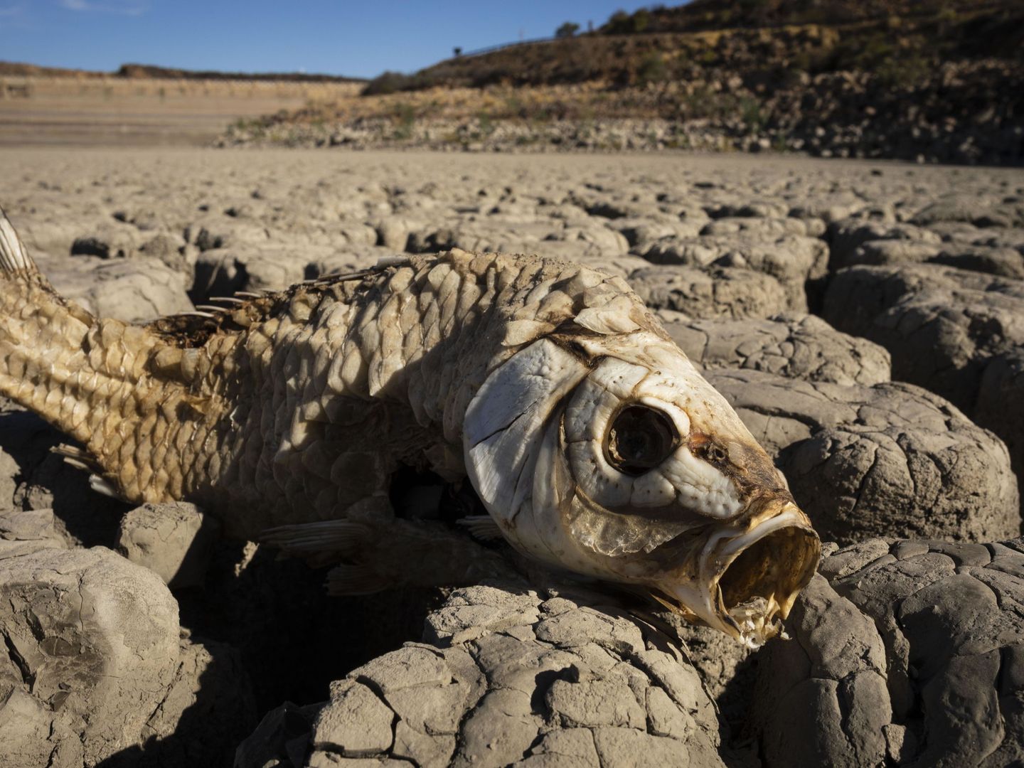 Efectos de la sequía en Sudáfrica. Foto: EFE