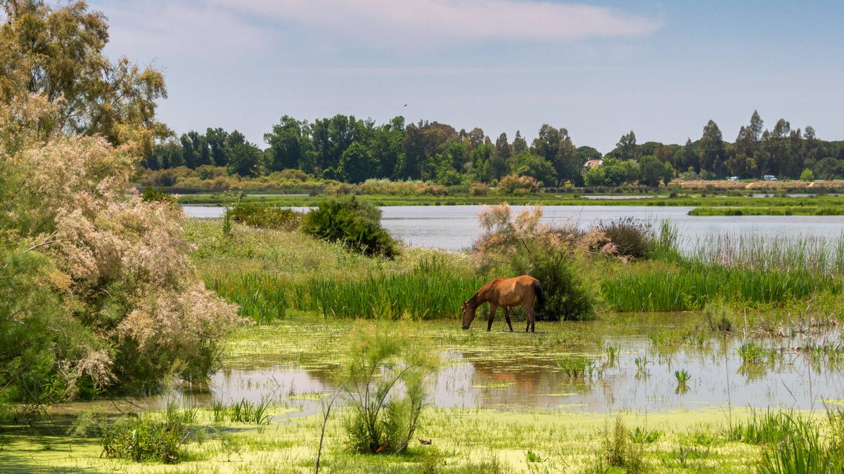 La revista Science advierte de "los peligros" sobre la conservación de Doñana