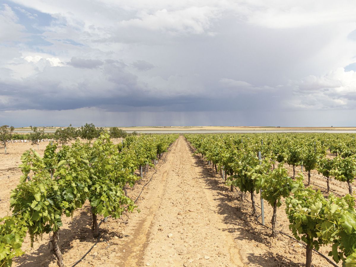Foto: Imagen de cultivos perjudicados por la sequía en España. (EFE/Luis Rojo)