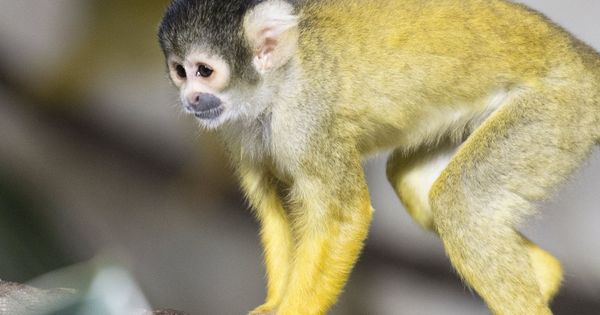 Foto: Un ejemplar de mono ardilla, como el que quiso robar Casford (EFE/Thomas Delley)