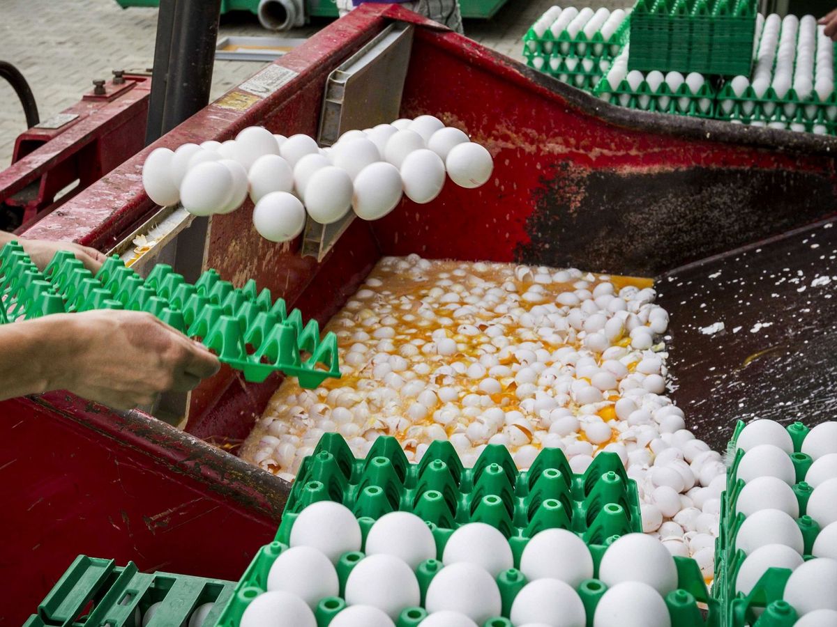 Foto: Una granja avícola desecha miles de huevos contaminados. (EFE/Patrick Huisman)