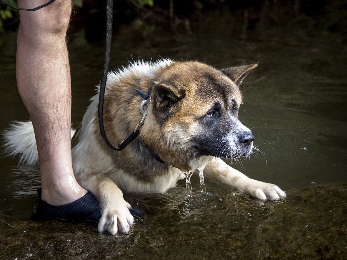 Foto: Un perro se refresca en un río en Logroño. (EFE/Raquel Manzanares)