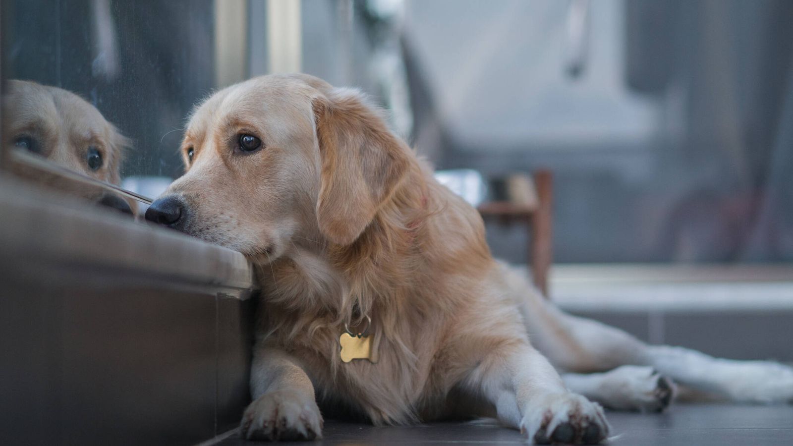 Manuel Manzano, veterinario, sobre el cambio de hora: "Si nosotros nos sentimos durante dos o tres días más irascibles o nerviosos, el perro se va a sentir igual"