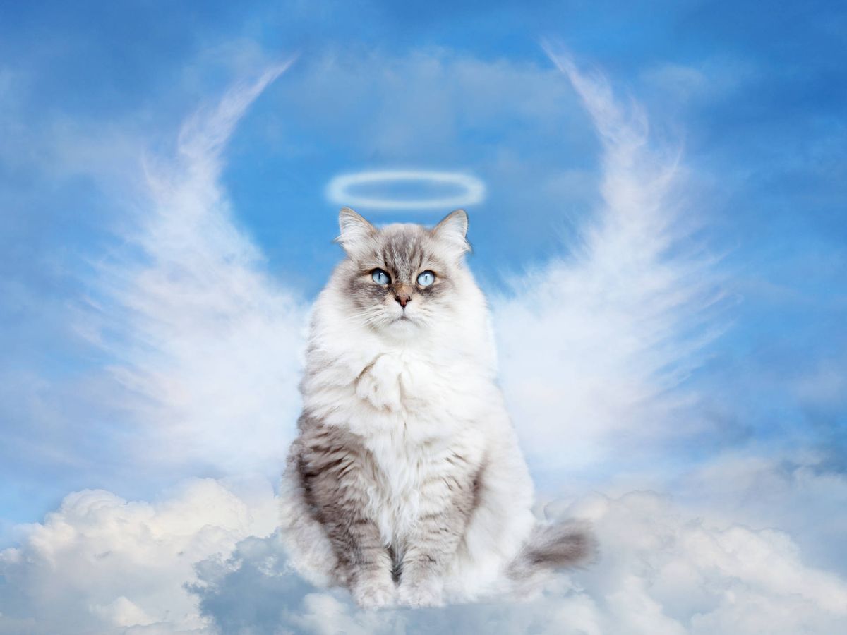 Suelto académico éxtasis Cuándo surgió la idea de que hay un cielo para las mascotas?