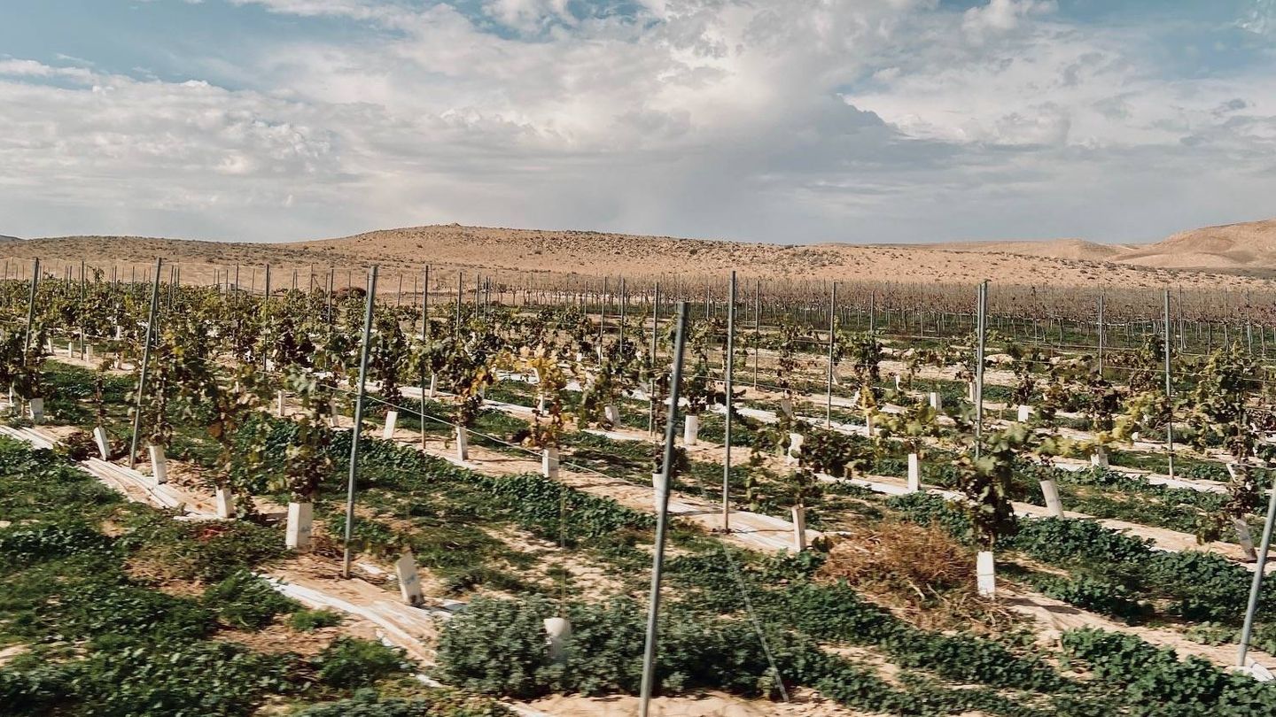   Los viñedos de Nana Winery en pleno desierto. C.S