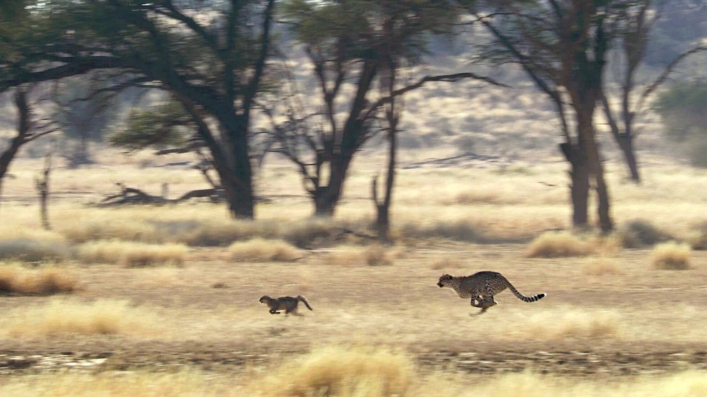 Un guepardo echando de su territorio a un gato montés. (Andoni Canela)