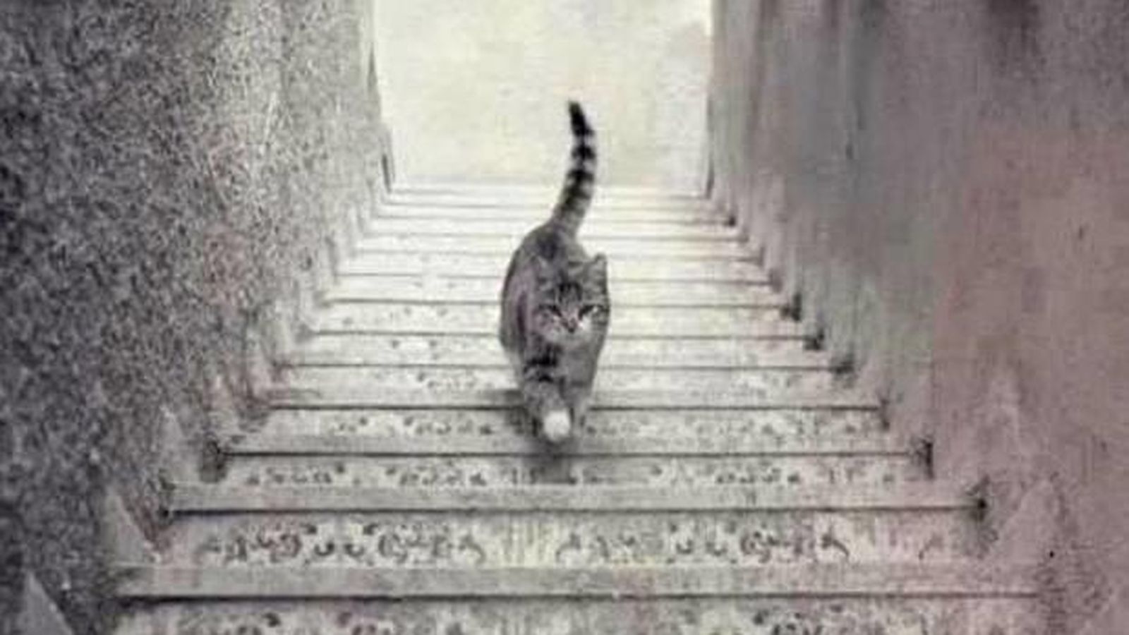 Foto: Este gato, ¿sube o baja las escaleras?