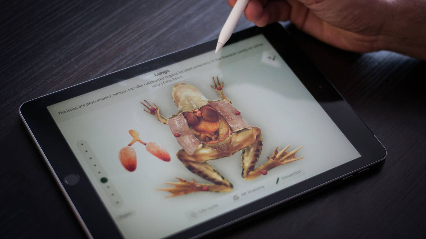 Así se disecciona una rana con el nuevo iPad barato. (C. Castellón)
