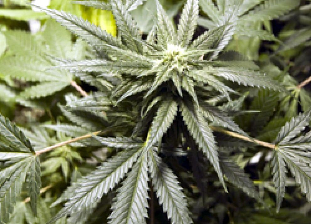 Foto: Marihuana contra el paro: aprueban su producción a gran escala en California