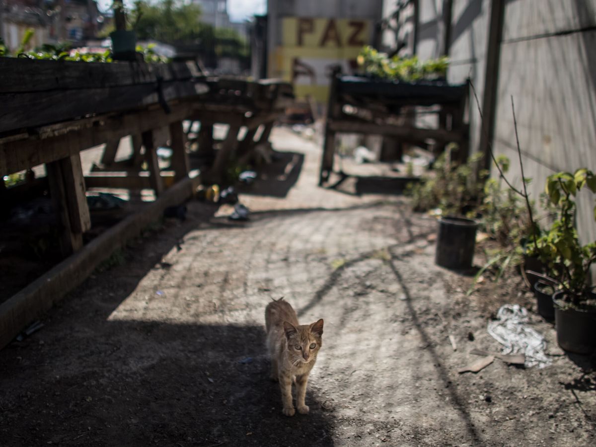 Foto: Imagen de archivo de un gato callejero. (EFE/Miguel Gutiérrez)