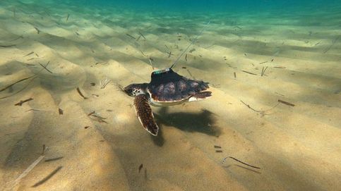 Siguen el desplazamiento de una tortuga marina de Murcia a Creta