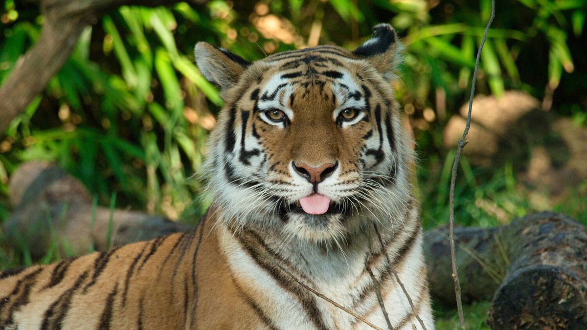 No, los tigres no son felinos: National Geographic explica tu confusión