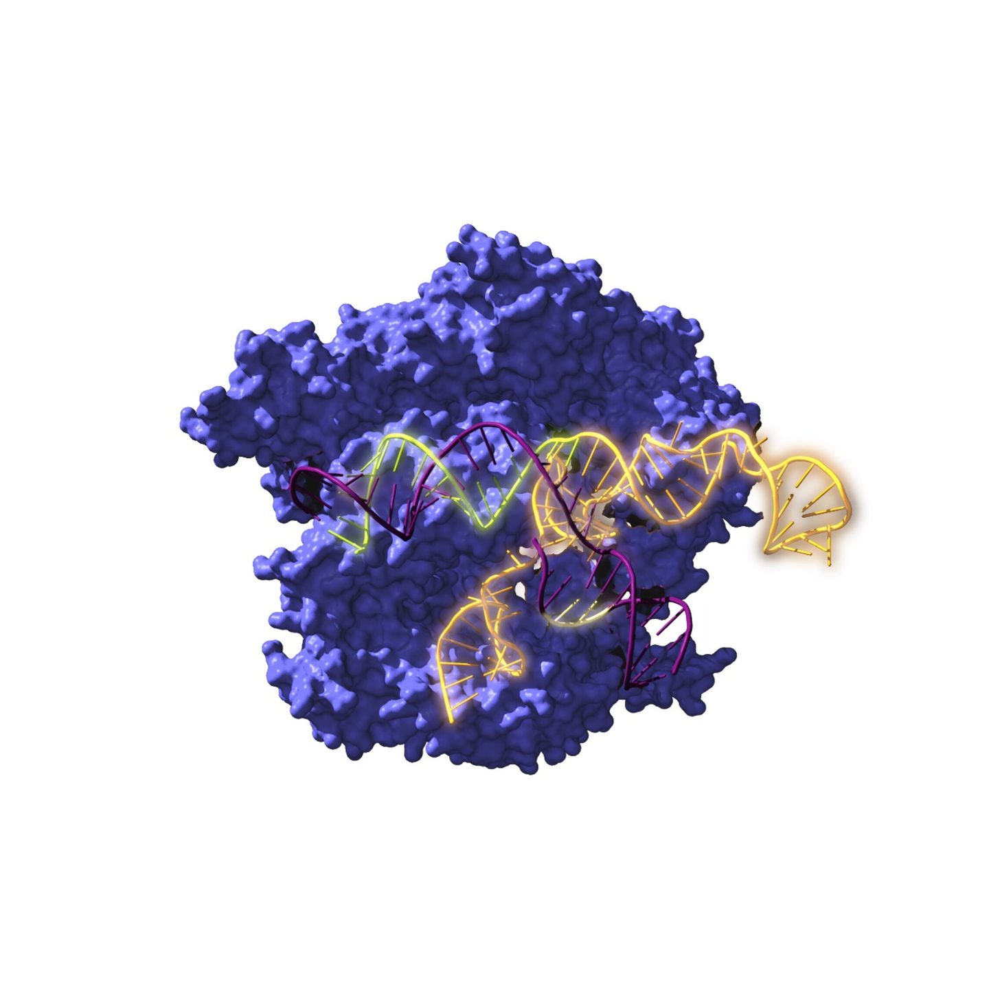 El sistema CRISPR permite lograr nuevas variedades sin introducir genes ajenos al organismo. (EFE)