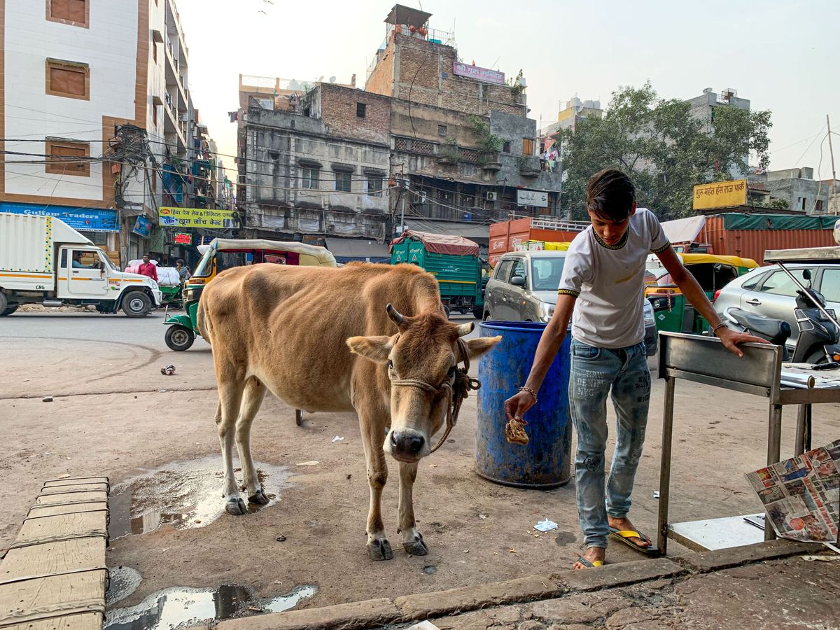 Foto: Un hombre ordeña una vaca en una "gaushala" o refugio de vacas en el sur de Nueva Delhi. (EFE / Neeshu Shukla)