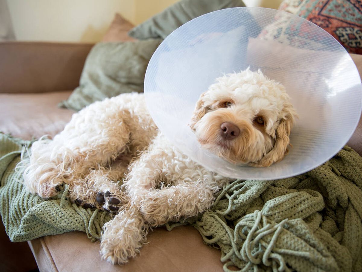 Foto: Un perro recuperándose tras la operación (iStock)