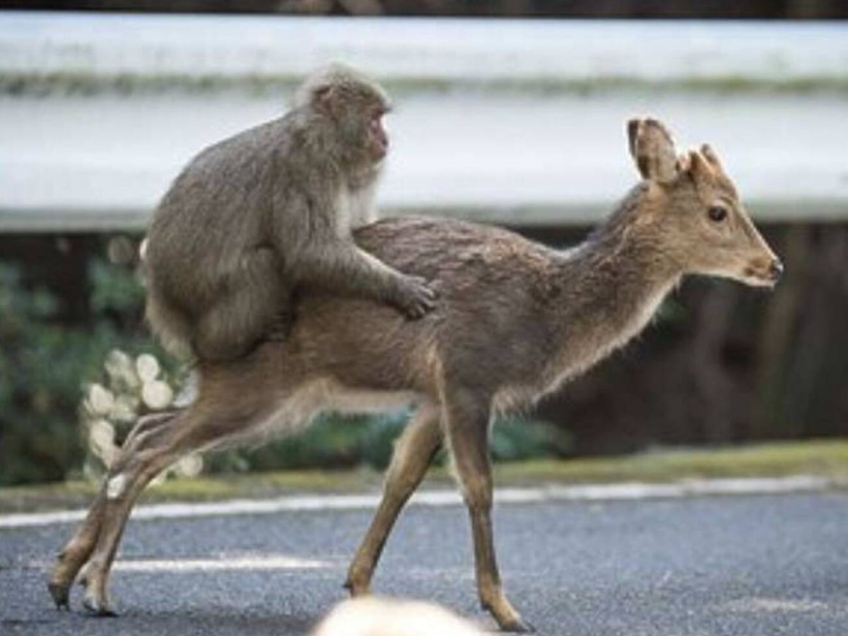 Estudo com primatas sugere raízes evolutivas para a relação entre humanos e animais de estimação