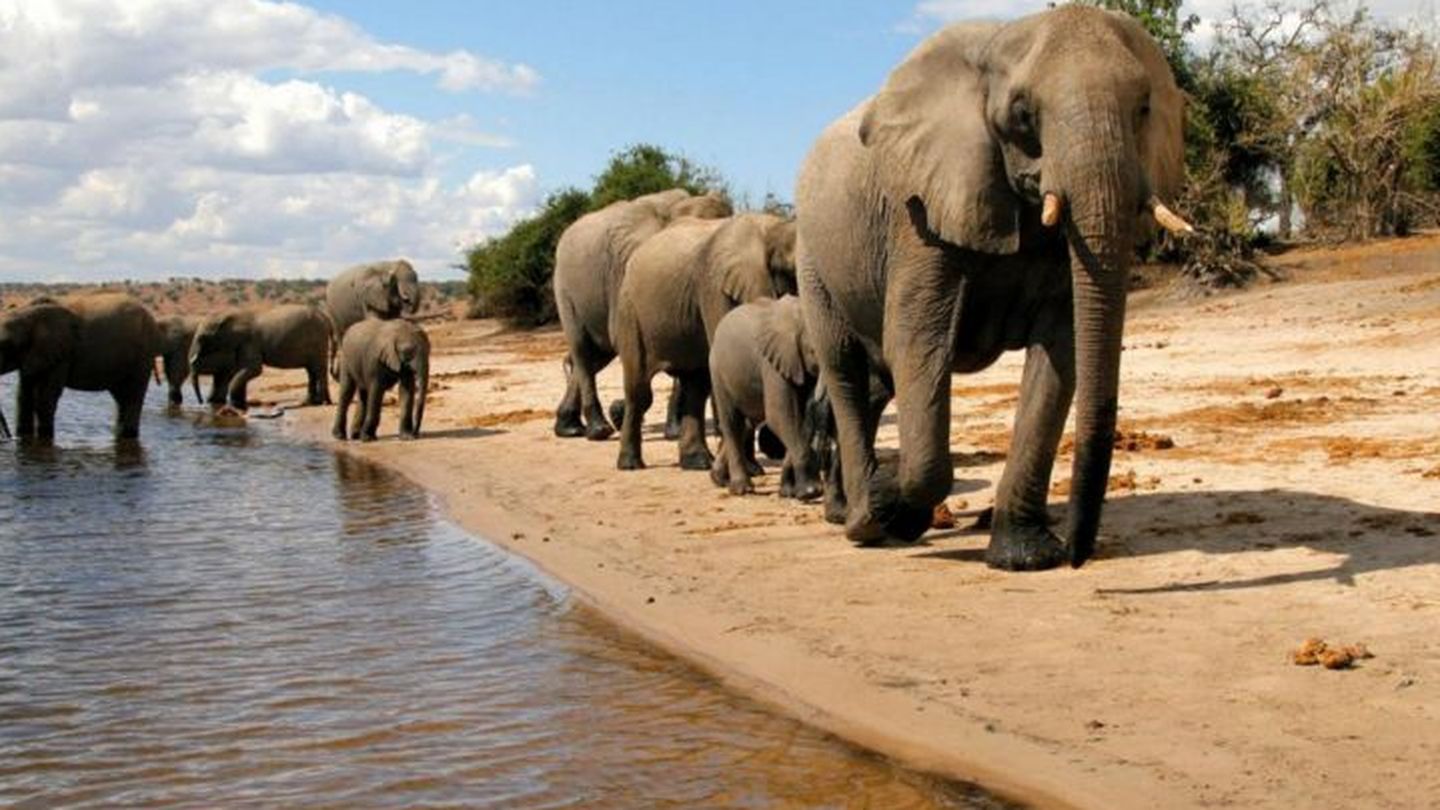 Elefantes en el Parque Nacional de Chobe (Foto: Turismo de Botsuana)