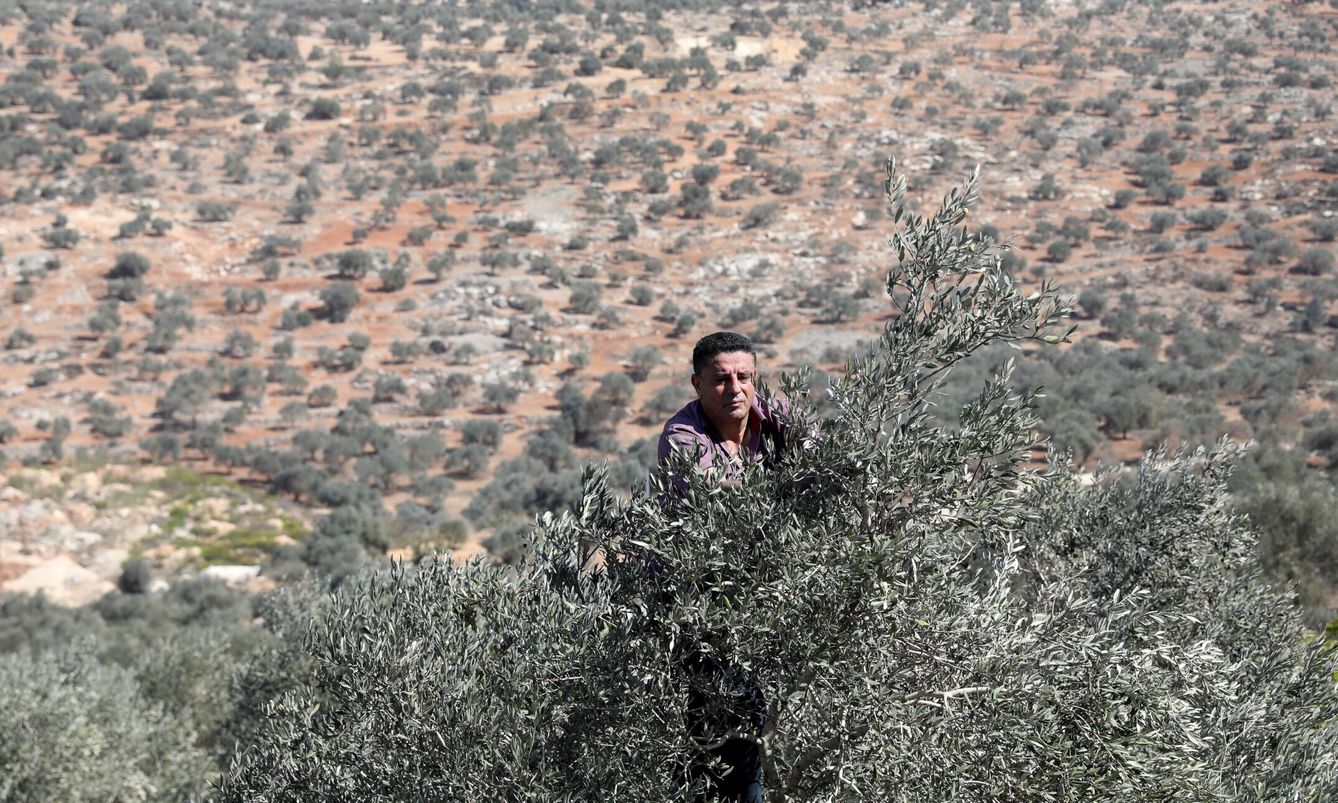 Los olivares desnudos fomentan la erosión de los suelos. (EFE)