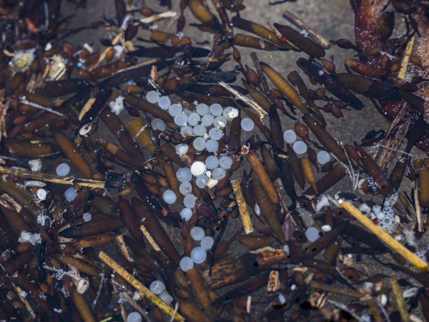 Los 'pellets' se extienden a lo largo de la costa gallega y el Cantábrico tras el vertido del pasado 8 de diciembre. (EFE)