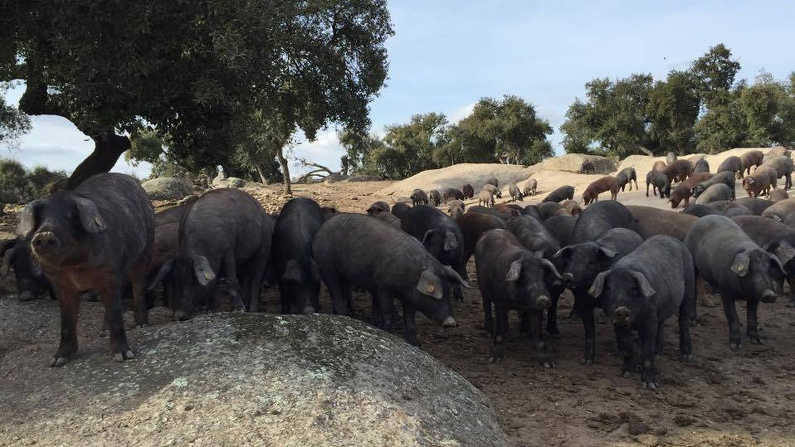 Foto: Cerdos ibéricos en una dehesa. (EC)