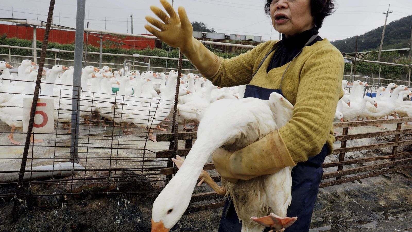 Foto: En Taiwán la gripe aviar se ha expandido de manera vertiginosa (EFE)