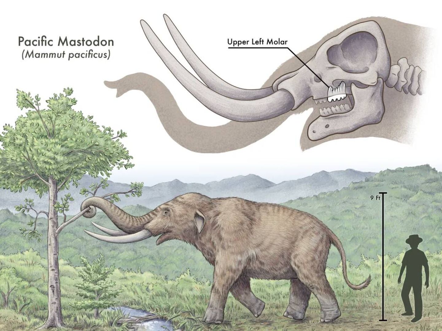 Ilustración que representa el diente del mastodonte del Pacífico (Haley Grunloh/Midpeninsula Regional Open Space District)