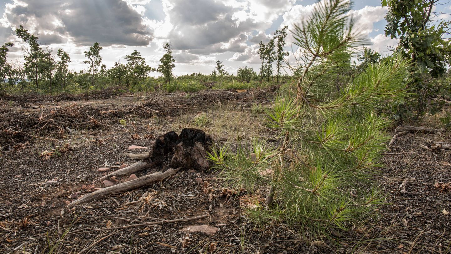 Una de las zonas más perjudicadas, con restos del incendio y pinos que crecen sin fuerza. (D.B.)