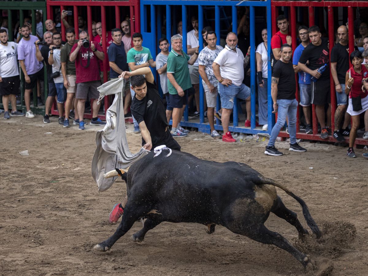 Foto: Imagen del 'bous al carrer' del año pasado en Valencia. (EFE/Biel Aliño)