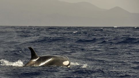 Las orcas vuelven a la costa de Galicia: cinco ataques a yates en dos semanas