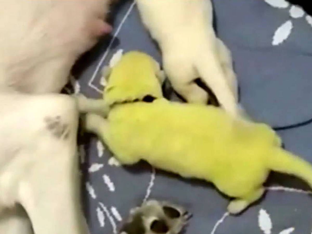 Foto: Gipsy dio a luz a ocho cachorros, uno de los cuales fue Hulk: un perro verde (Foto: YouTube)
