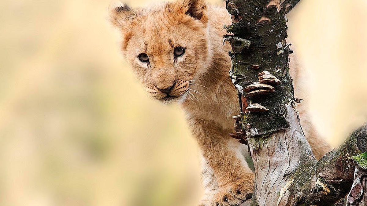 Una leona rescata a su cachorro atrapado en un abrevadero en Kenia
