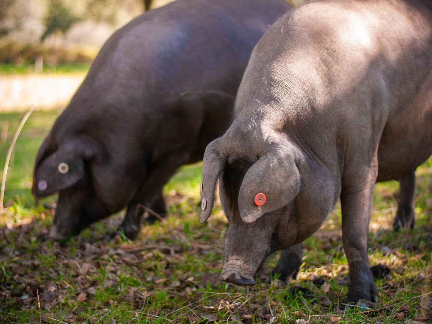 Foto de cerdos ibéricos de pura raza. (EFE)