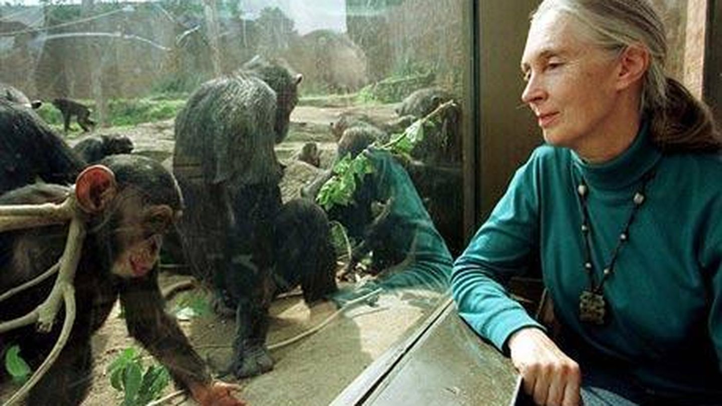 Jane Goodall, galardonada con el Príncipe de Asturias por demostrar la capacidad de raciocinio de los simios. (Reuters)