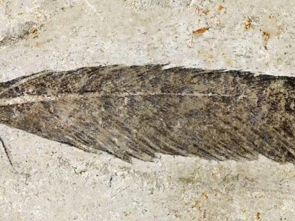 La primera pluma fósil es de un Archaeopterys, ¿fin a un debate centenario?