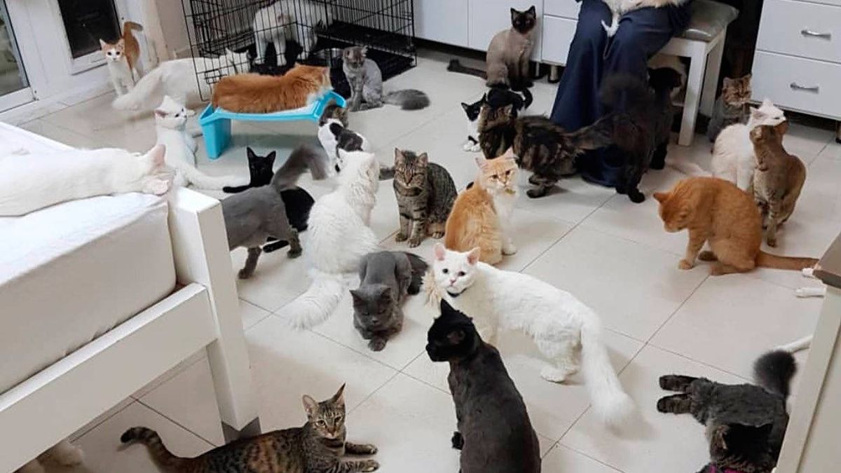 Una mujer vive con 480 gatos y 12 perros que le cuestan 6.500 euros al mes