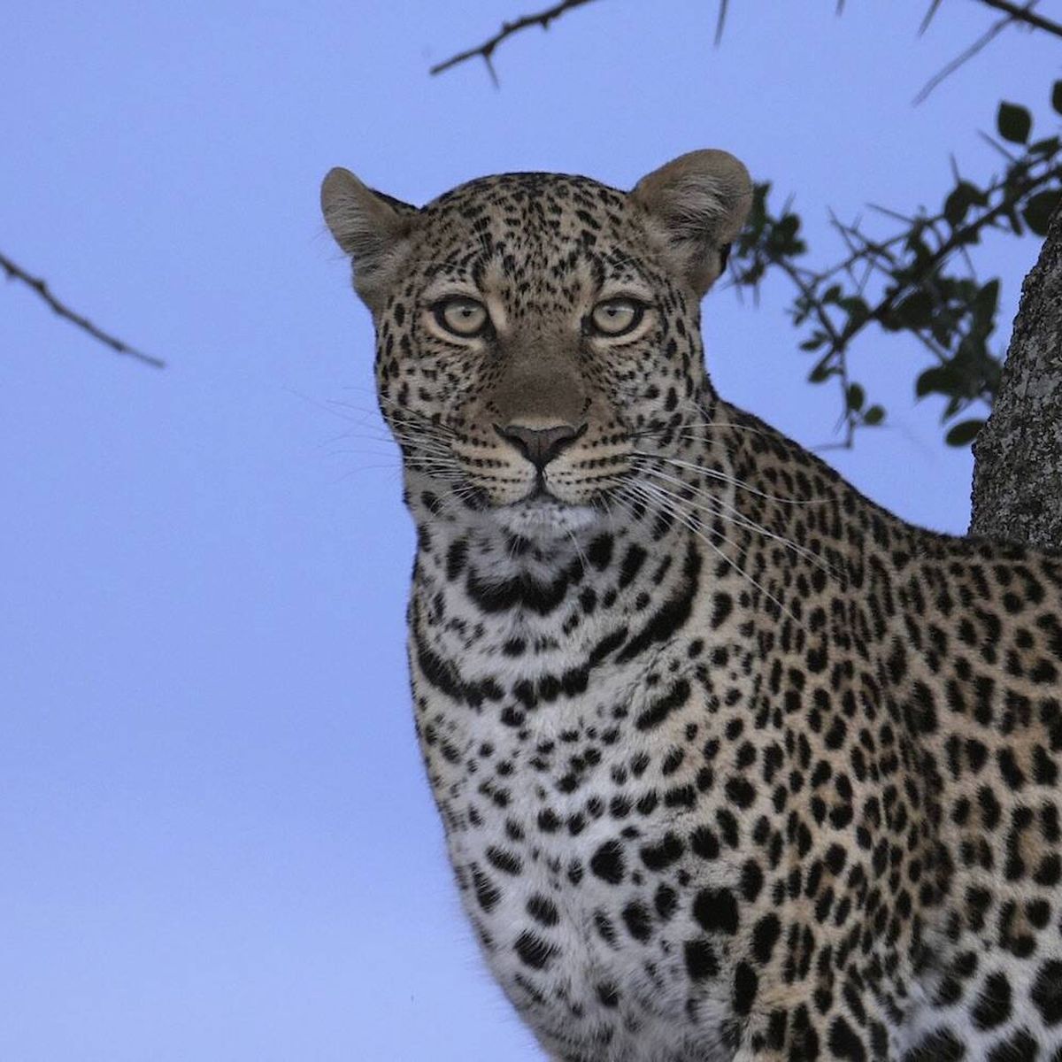 Los leopardos en el desierto del Kalahari