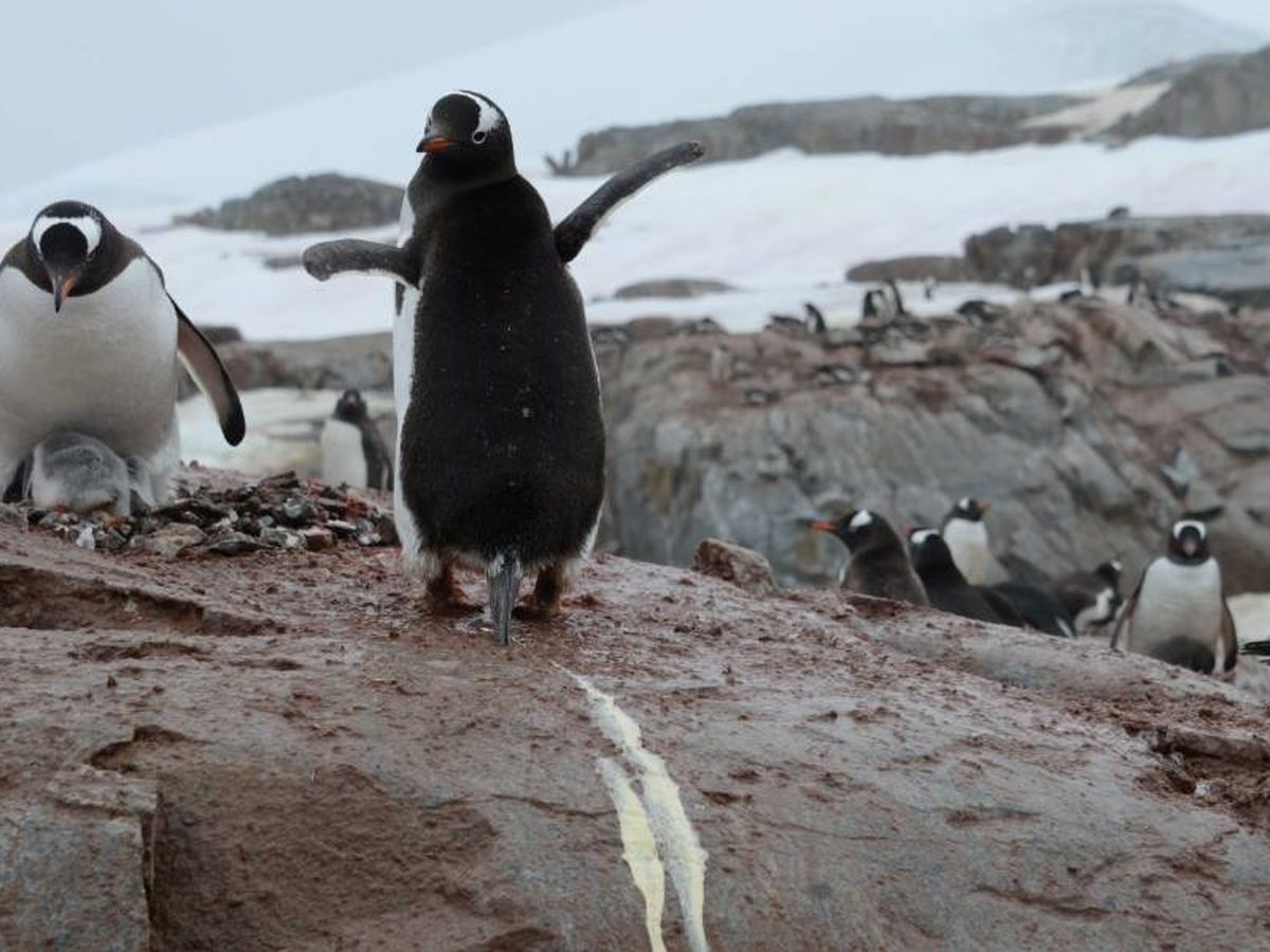 Foto: Pingüinos de la isla de Georgia del Sur. Foto:  Sophie Elise Elberling
