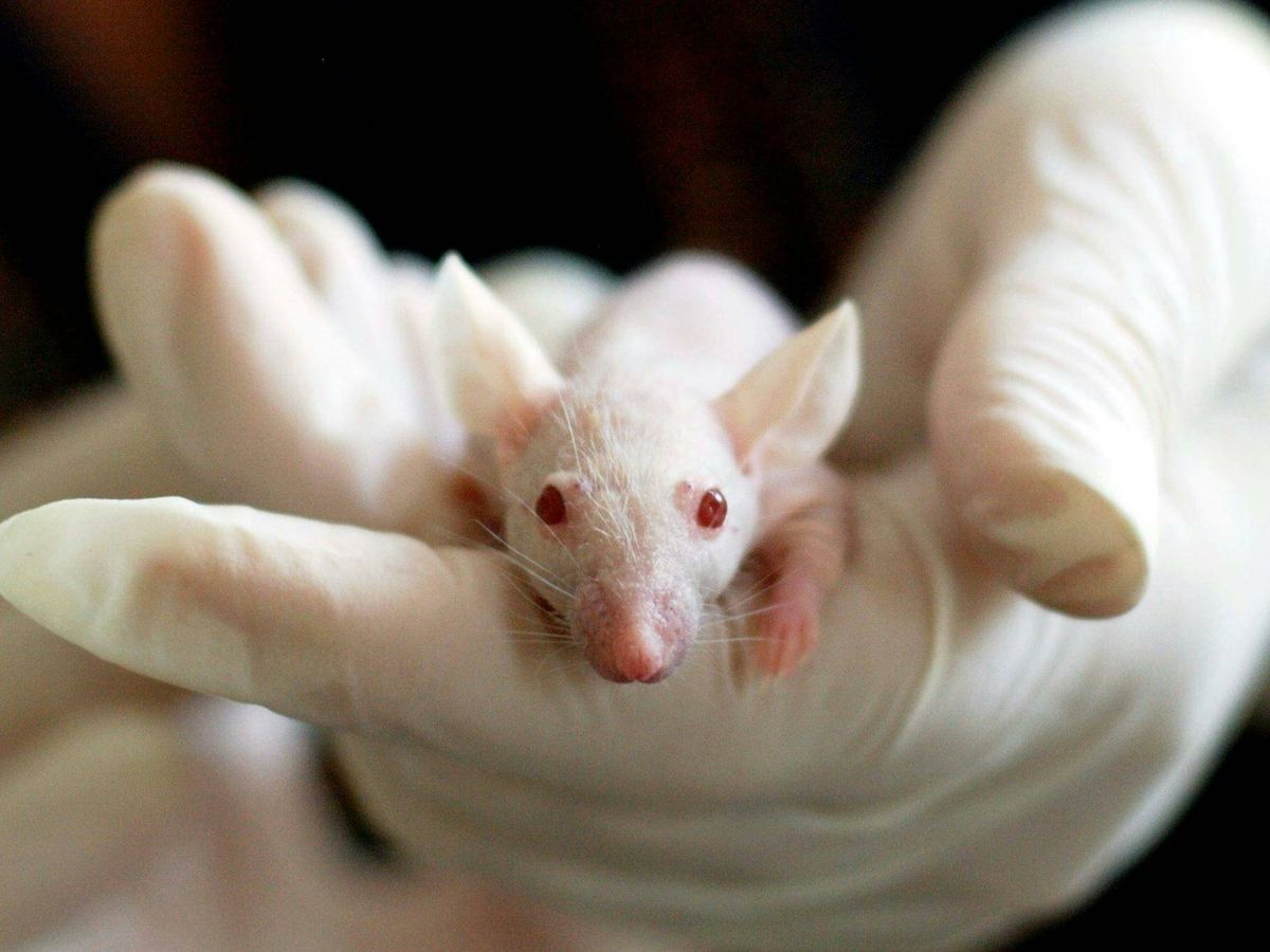 Foto: Un pequeño ratón de laboratorio (Pexels)
