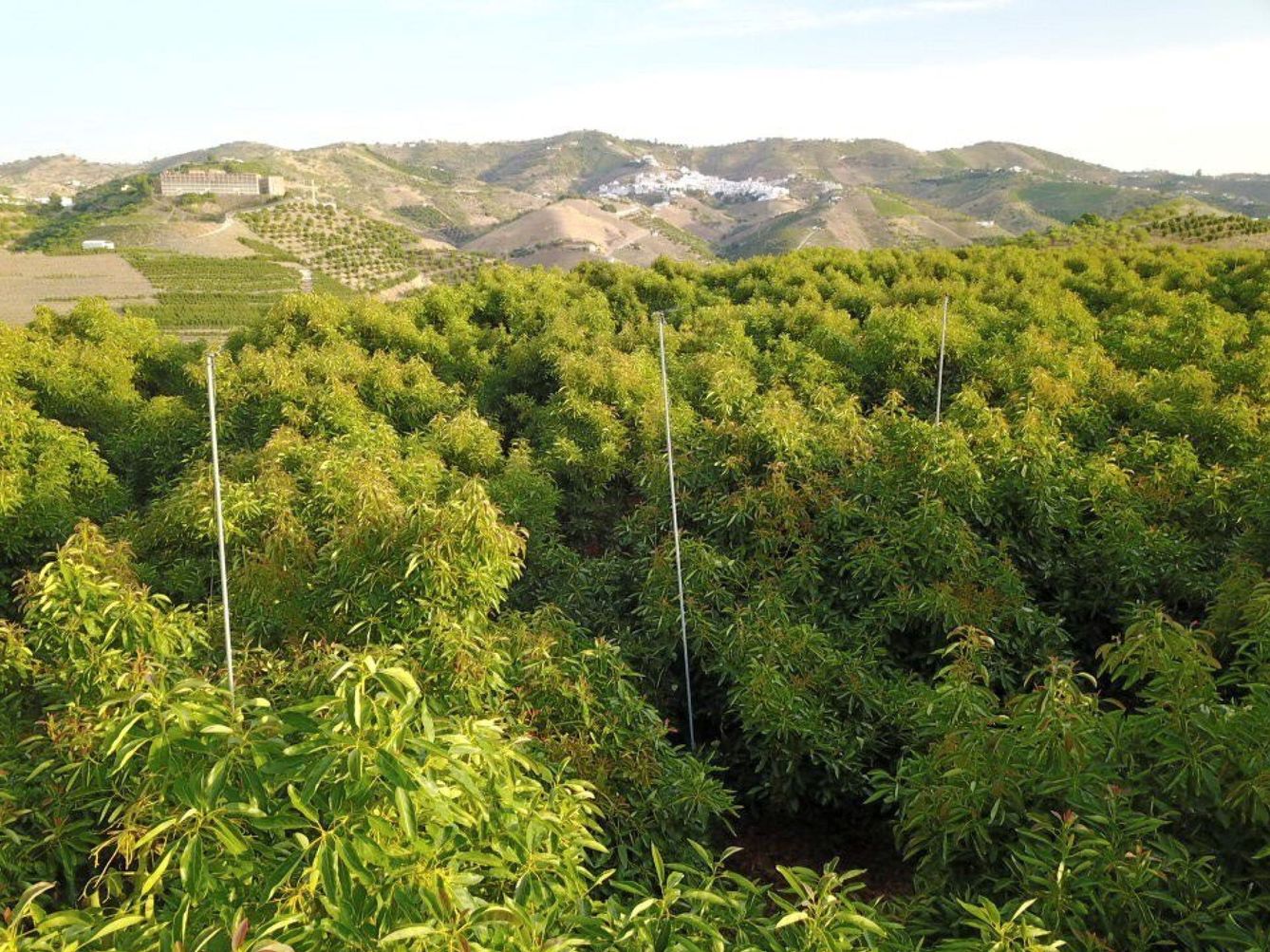 En Málaga, un ensayo científico pretende aplicar a los árboles de aguacate un riego aéreo para refrescarlos y con ello, aumentar la producción y calibre de los frutos (EFE)