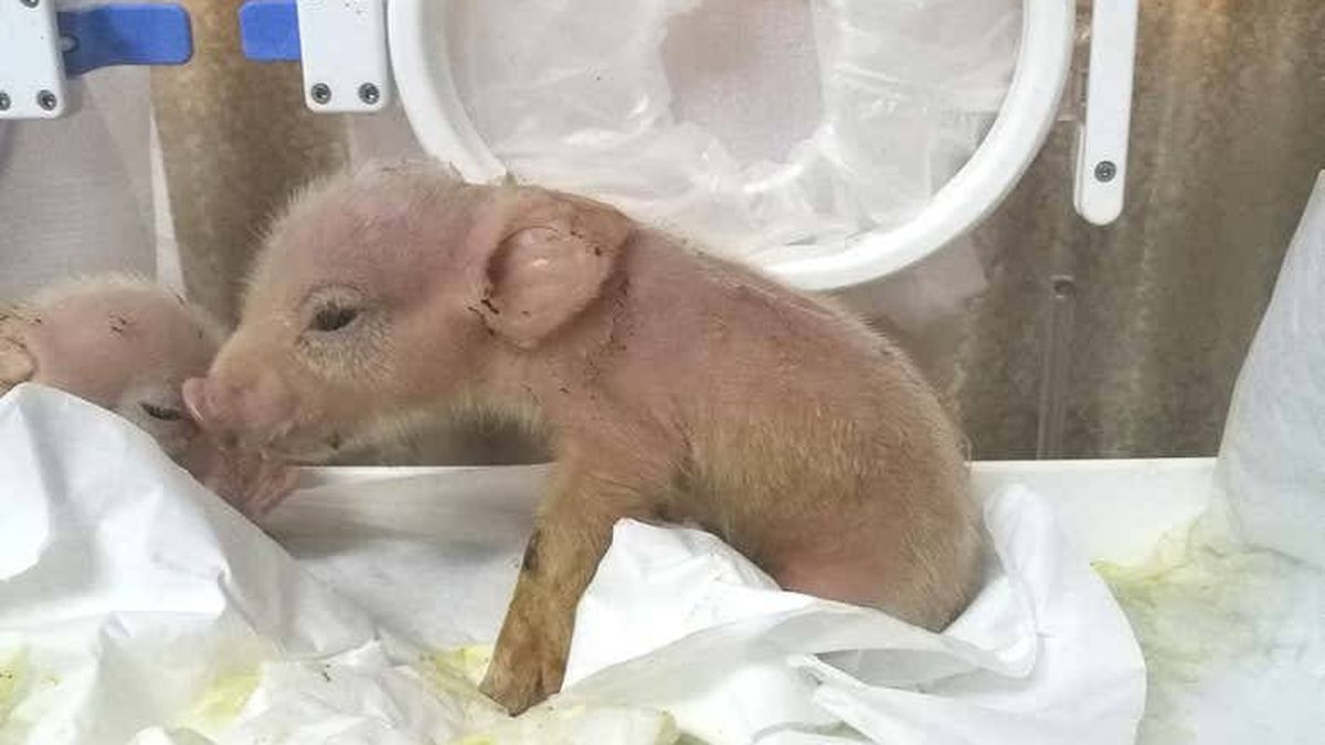 China vuelve a jugar a 'ser Dios': crea cerdos con células de mono