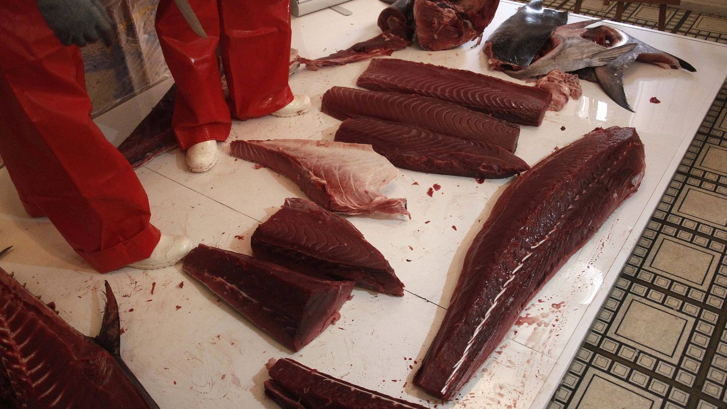 Despiece o ronqueo de un ejemplar de atún rojo en Barbate (Cádiz). (EFE)