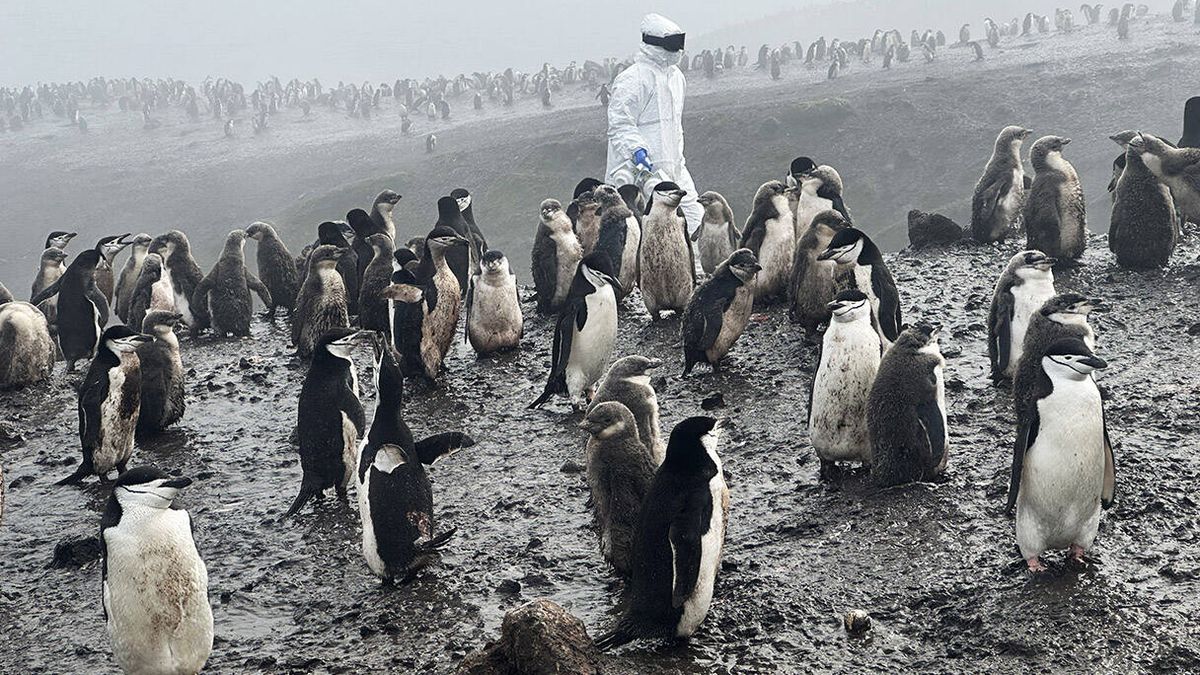 Científicos españoles advierten de un brote de gripe aviar letal en la Antártida