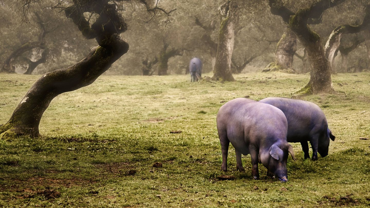 Los cerdos ibéricos se crían en las dehesas. (Foto: iStock)