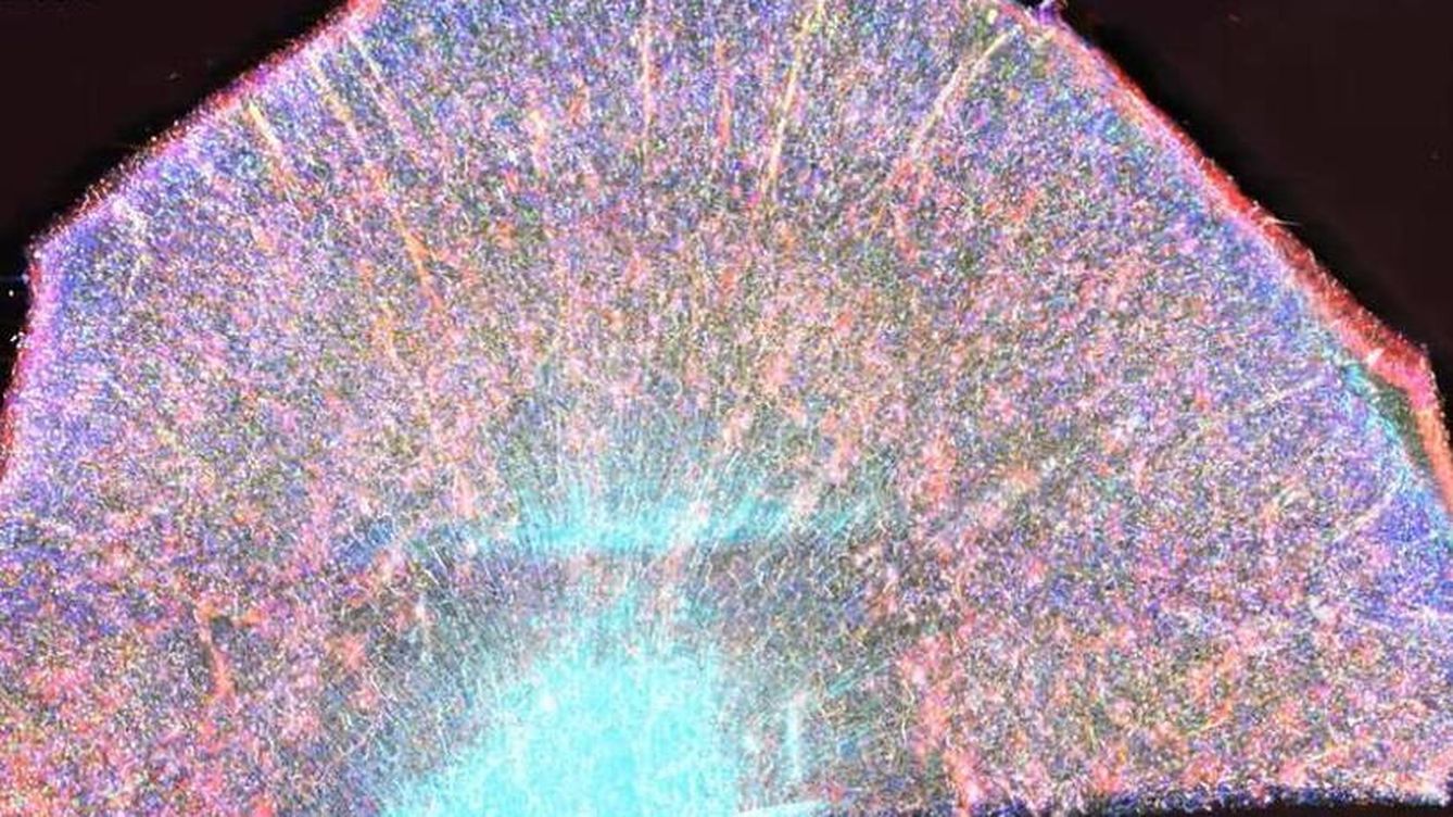 Foto: Corteza cerebral analizada con el nuevo sistema. (Chung Lab/MIT Picower Institute)